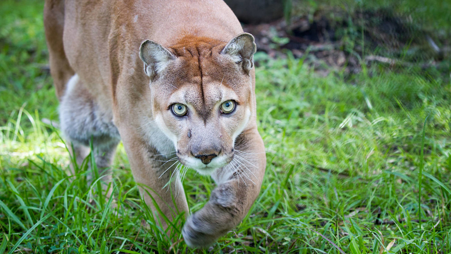 The Florida panther, one of the world's most endangered mammals.